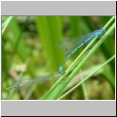 Coenagrion puella - Hufeisen-Azurjungfer 01.jpg